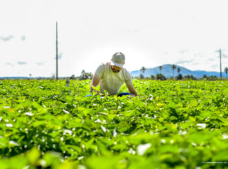 Políticas públicas de Boa Vista incentivam jovens agricultores ao crescimento e desenvolvimento rural