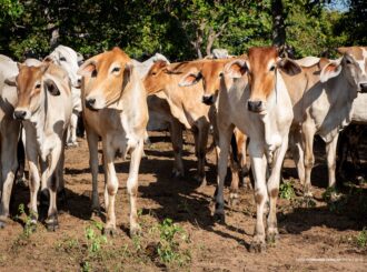 Comunidades indígenas de Boa Vista recebem ação de imunização de rebanho contra brucelose