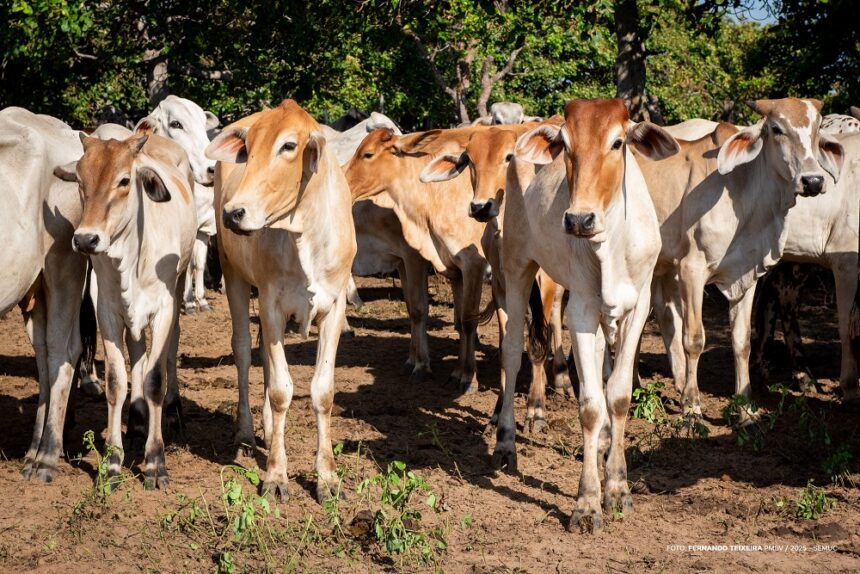 Comunidades indígenas de Boa Vista recebem ação de imunização de rebanho contra brucelose