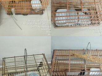 Crime ambiental: homem escondeu pássaros em quarto trancado para dificultar fiscalização