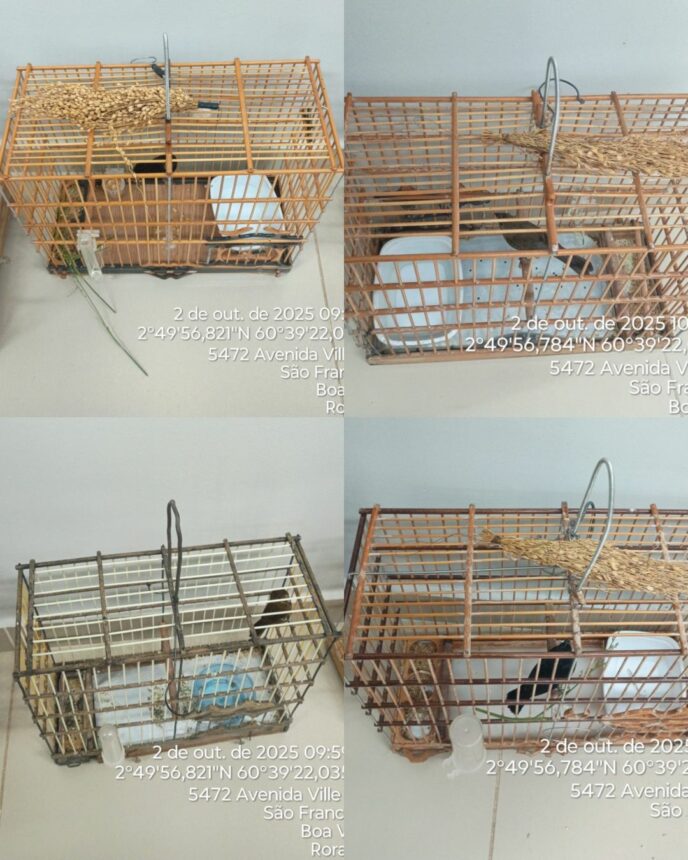 Homem é preso em Boa Vista após esconder pássaros em quarto trancado e dificultar fiscalização ambiental