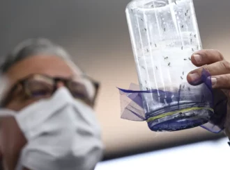 Fábrica de mosquitos oferece tecnologias para redução da dengue