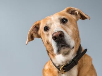 Pesquisadores explicam como cães podem identificar convulsões