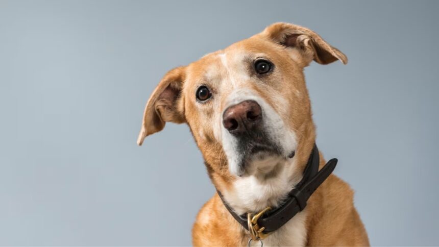 Pesquisadores explicam como cães podem identificar convulsões