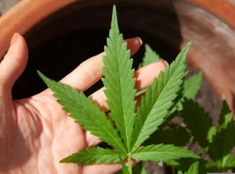 STJ adia prazo para regulamentação do plantio de cannabis medicinal