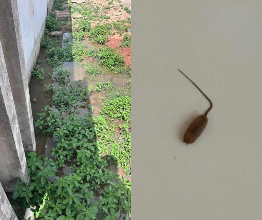 Morador do Centenário reclama de esgoto estourado há mais de 10 dias na frente de casa e relata aparecimento de larvas dentro do imóvel