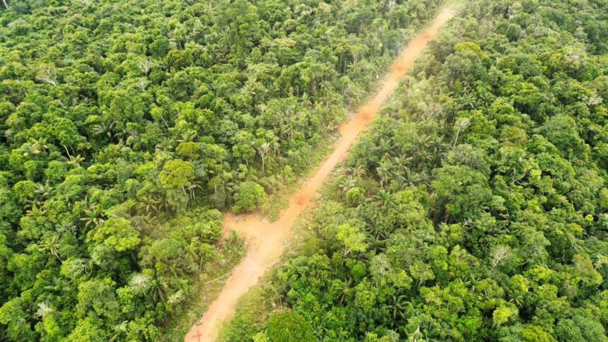 Operação Catrimani: duas pistas de pouso clandestinas são desativadas na Terra Indígena Yanomami