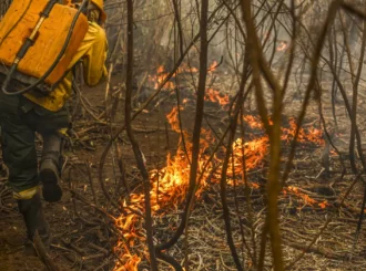 Governo lança painel inédito para rastrear gastos ambientais