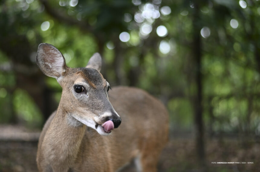 Bosque dos Papagaios: o encontro com a vida silvestre no coração de Boa Vista