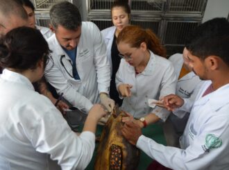 Inscrições na residência em Medicina Veterinária seguem até 2 de fevereiro