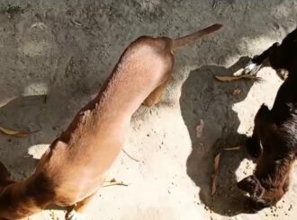 Maus-tratos: vizinha relata abandono de dois cães e um gato em residência no Laura Moreira