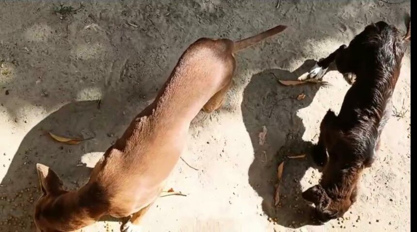 Maus-tratos: vizinha relata abandono de dois cães e um gato em residência no Laura Moreira