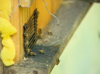 Calor intenso aumenta o risco de ataque das abelhas