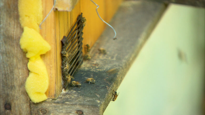 Calor intenso aumenta o risco de ataque das abelhas