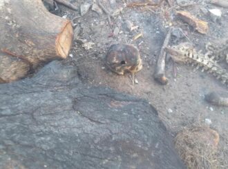 Ossada humana é encontrada por crianças no Jóquei Clube