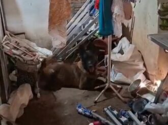 Homem é preso por tráfico após cadela policial encontrar drogas