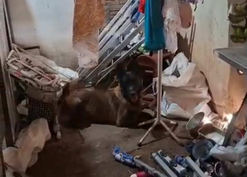 Homem é preso por tráfico após cadela policial encontrar drogas