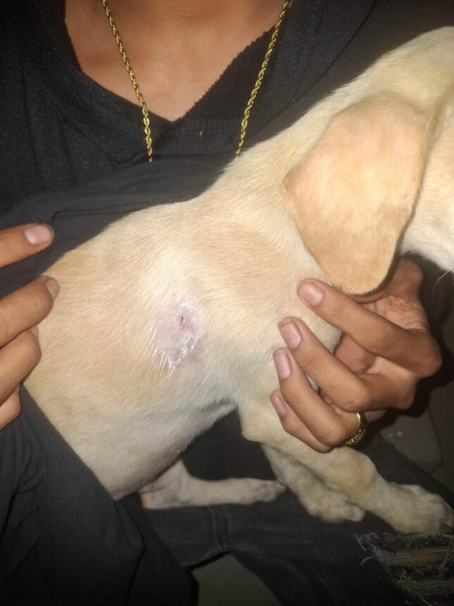 Maus-tratos: homem é preso após atirar com carabina em filhote de cachorro no bairro Nova Cidade