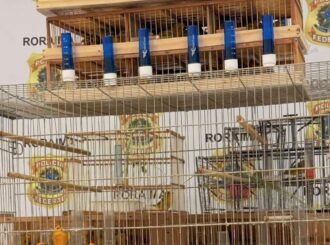 PF prende duas pessoas por tráfico de aves silvestres em Roraima