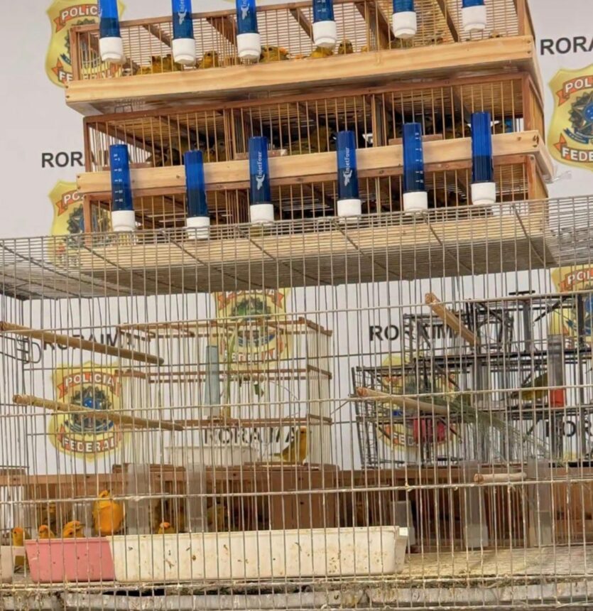 PF prende duas pessoas por tráfico de aves silvestres em Roraima