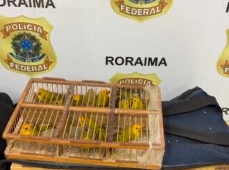 Polícia Federal prende dois suspeitos com 350 canários-da-terra em rodoviária de Mucajaí