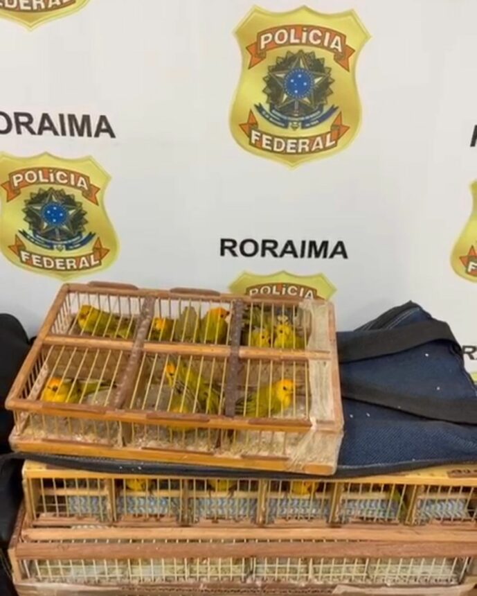 Polícia Federal prende dois suspeitos com 350 canários-da-terra em rodoviária de Mucajaí