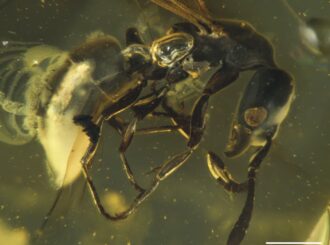 Fóssil de 16 milhões de anos preso em resina de árvore revela nova espécie de formiga