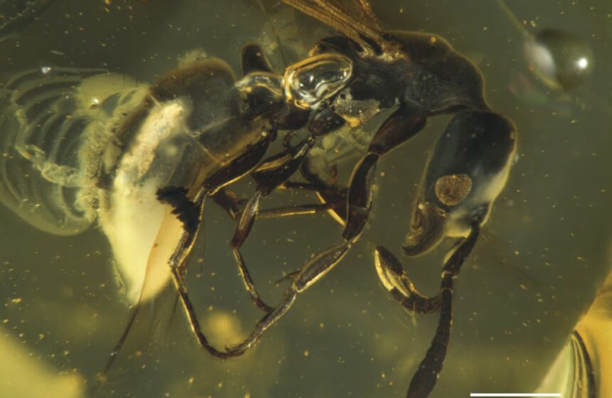 Fóssil de 16 milhões de anos preso em resina de árvore revela nova espécie de formiga