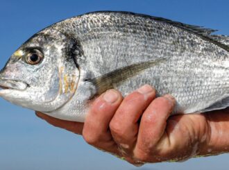 Córnea artificial com escamas de peixe pode ser alternativa de baixo custo para transplantes
