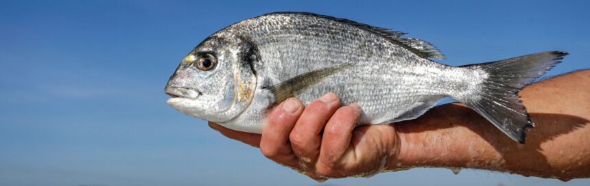 Córnea artificial com escamas de peixe pode ser alternativa de baixo custo para transplantes