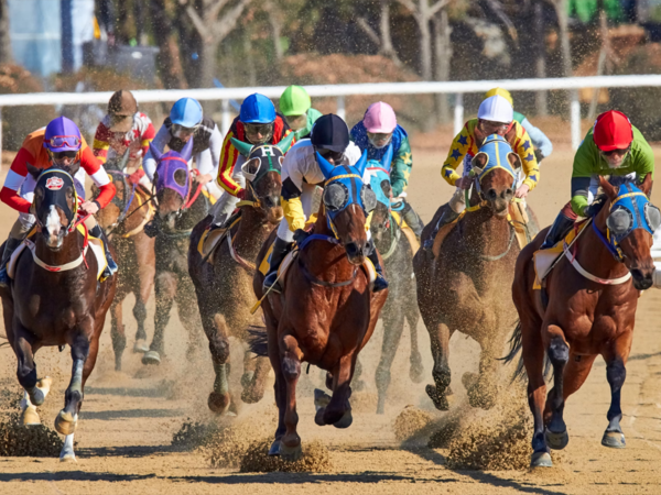 O MP recomenda que prefeituras de Bonfim e Normandia parem de apoiar corridas de cavalo com apostas sem autorização
