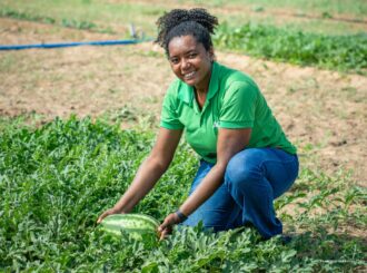 Preparação de canteiros avança para o Dia de Campo em Hortifrúti, em Centro de Difusão