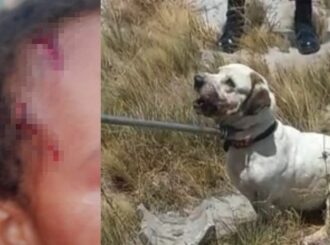 Cachorro abandonado que atacou criança é capturado