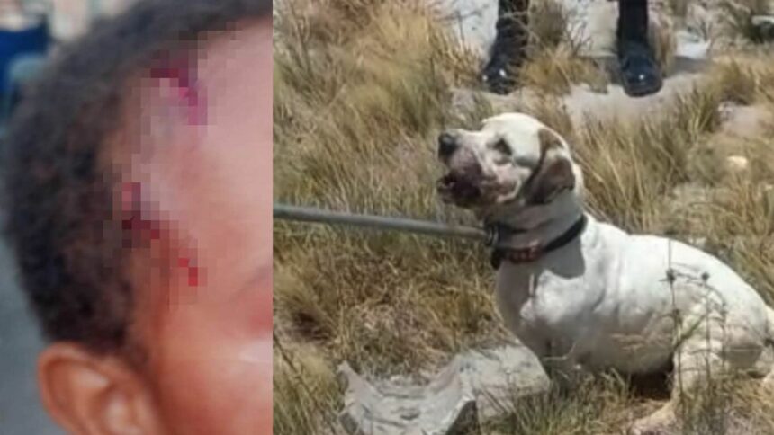 Cachorro abandonado que atacou criança é capturado