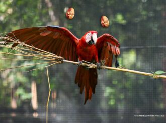 No Bosque dos Papagaios, canto das aves reduz o estresse e contribui para o bem-estar mental