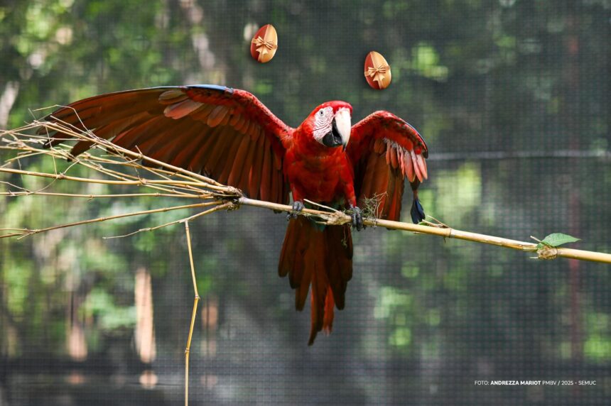 No Bosque dos Papagaios, canto das aves reduz o estresse e contribui para o bem-estar mental