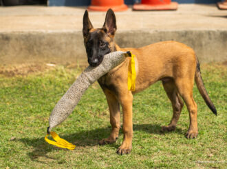 Dexter, novo cão da Guarda Civil, começa treinamento no Canil em Boa Vista
