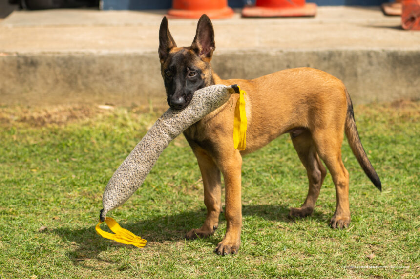 Dexter, novo cão da Guarda Civil, começa treinamento no Canil em Boa Vista