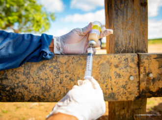 Prefeitura de Boa Vista inicia vacinação contra a brucelose nas comunidades indígenas do município
