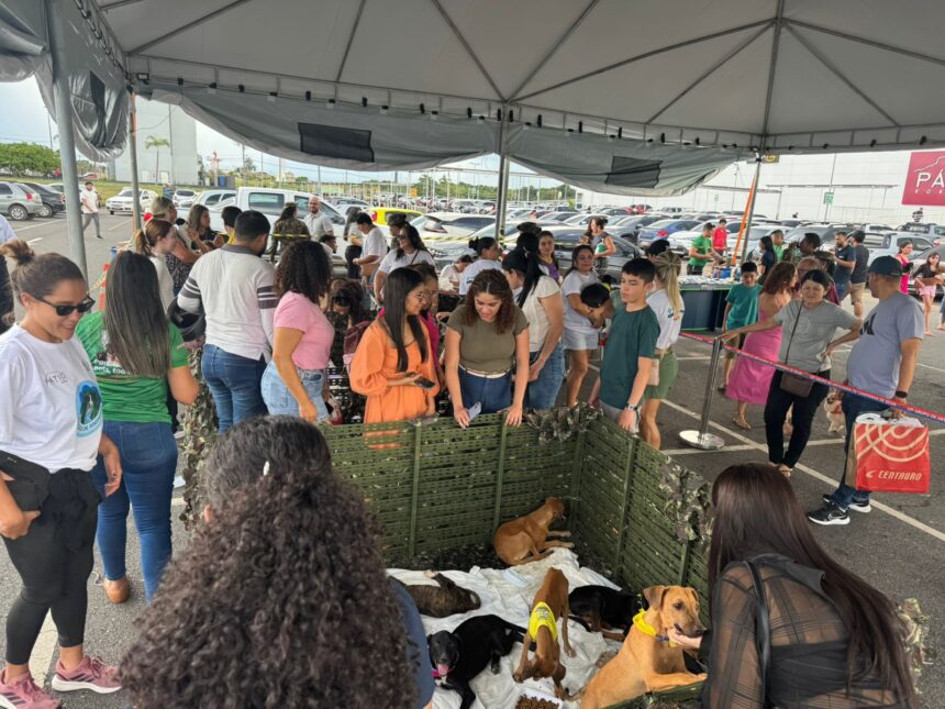 Cães e gatos resgatados de abrigos da Operação Acolhida estarão disponíveis para adoção neste sábado, 11