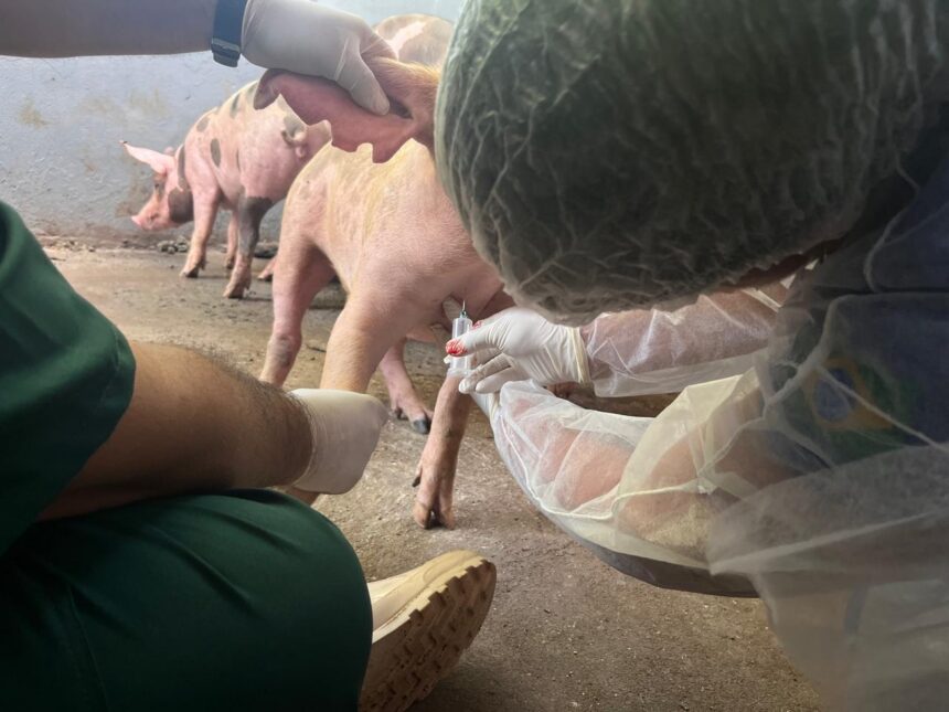 Aderr inicia coleta de sangue de suínos para prevenir peste suína em Roraima