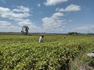Prorrogado calendário da soja para minimizar impactos das fortes chuvas em Roraima