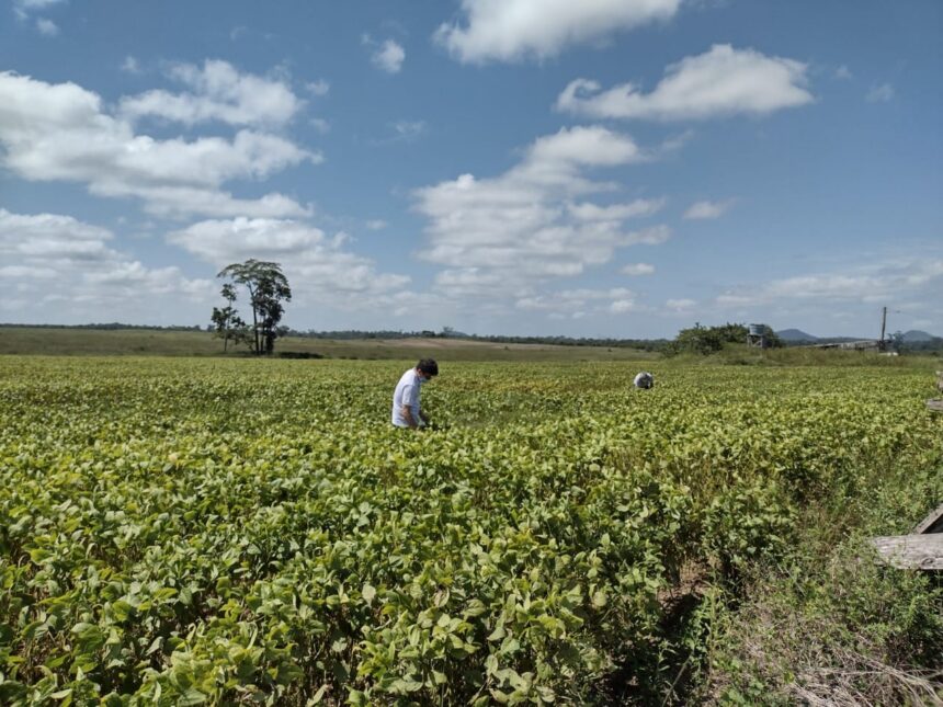 Prorrogado calendário da soja para minimizar impactos das fortes chuvas em Roraima