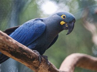 Lista de fauna ameaçada no Brasil tem 180 animais incluídos e 150 retirados