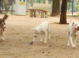 Lei torna crime exercício ilegal da medicina veterinária 