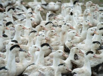 Brasil proíbe produção e venda de ‘foie gras’ feito por alimentação forçada de animais
