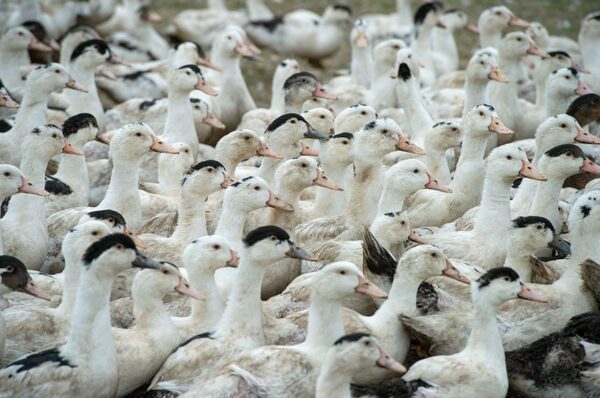 Brasil proíbe produção e venda de ‘foie gras’ feito por alimentação forçada de animais