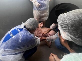 Vigilância Sorológica: Roraima comprova ausência da peste suína clássica no rebanho do Estado