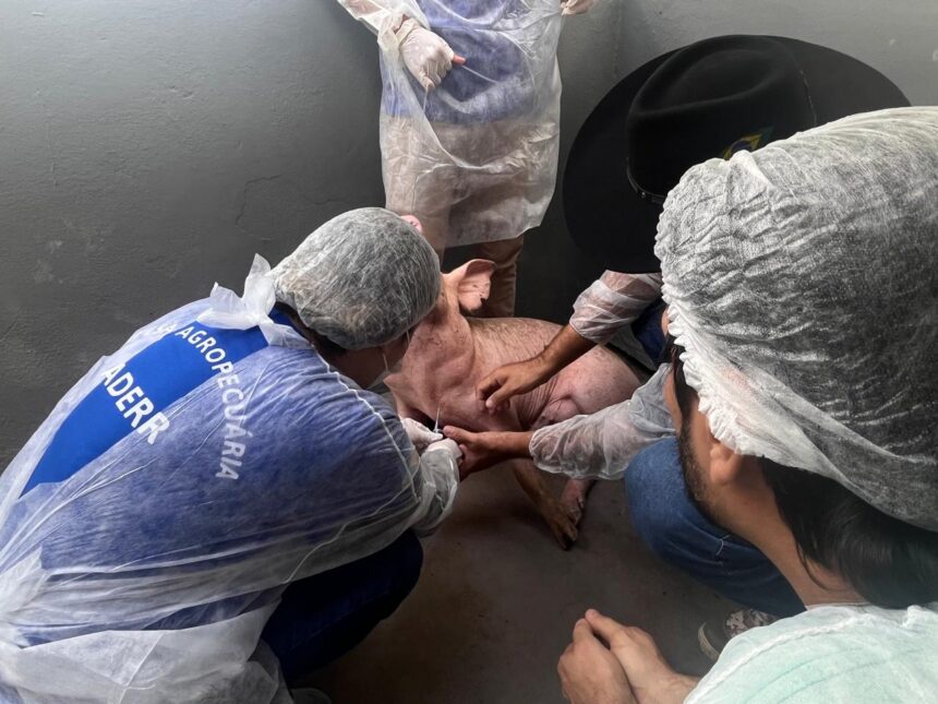 Vigilância Sorológica: Roraima comprova ausência da peste suína clássica no rebanho do Estado