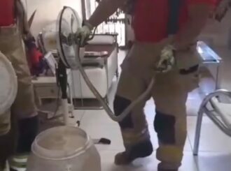 Cobra caninana invade casa e é capturada pelos bombeiros em Boa Vista; veja vídeo